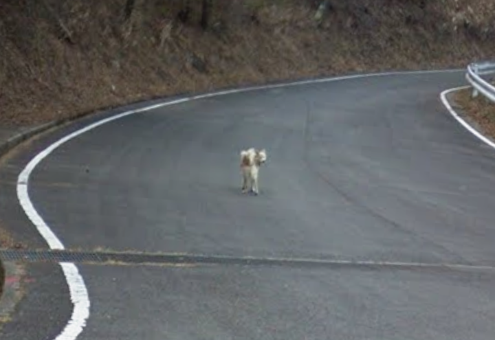Googleストリートビューで旅行ルート考えていたんだけど，犬！！