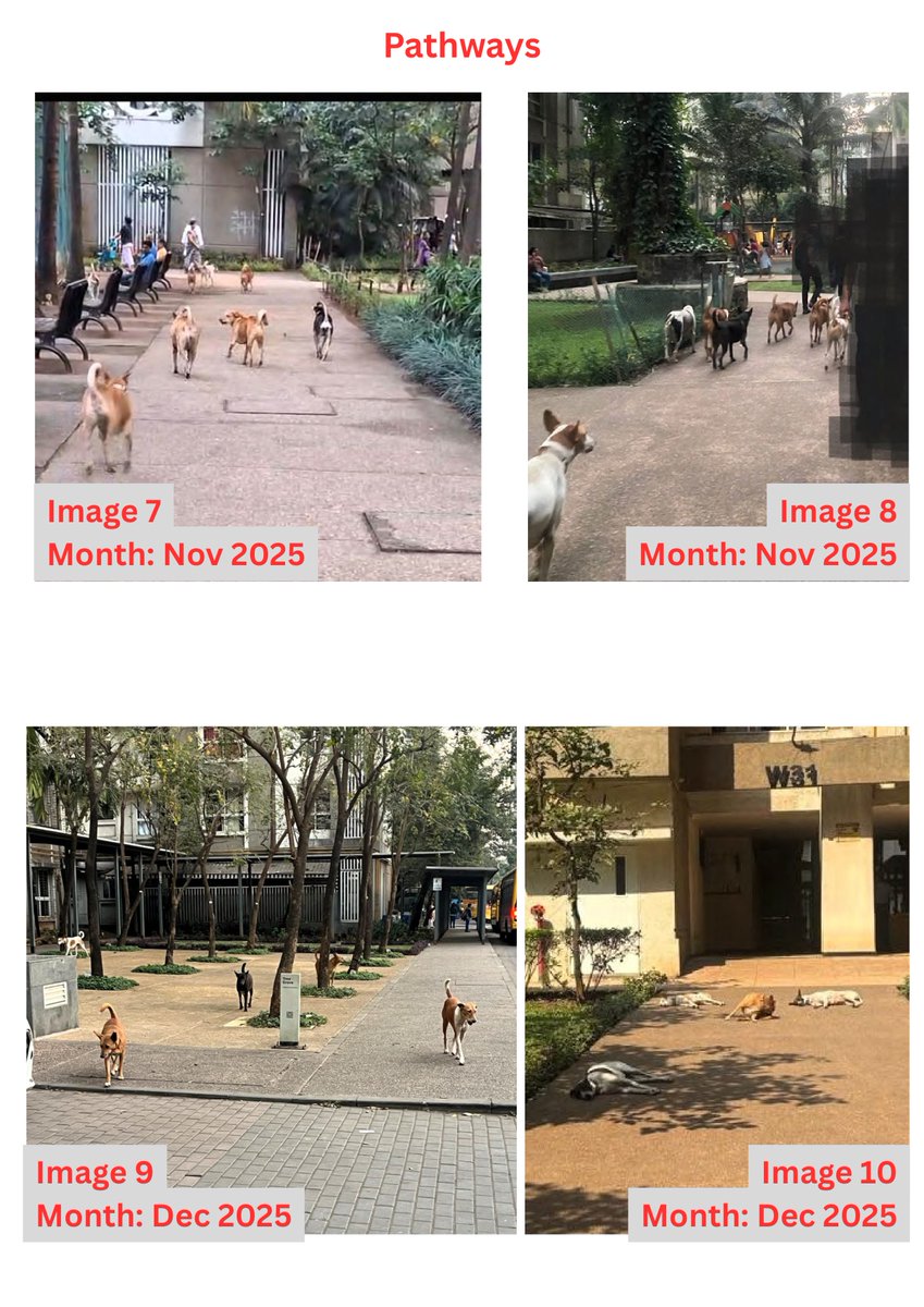 Dione2691's tweet photo. @MPLodha @TMCaTweetAway @mieknathshinde 
Stray Dogs are defecating across parking areas, walkaways and common area!
Feeders are bringing stray dogs from outside areas into Lodha Amara!
Despite multiple complaints no actions taken so far!
#Lodha #Amara #Thane #straydogs https://t.co/Hf8uRXee8l