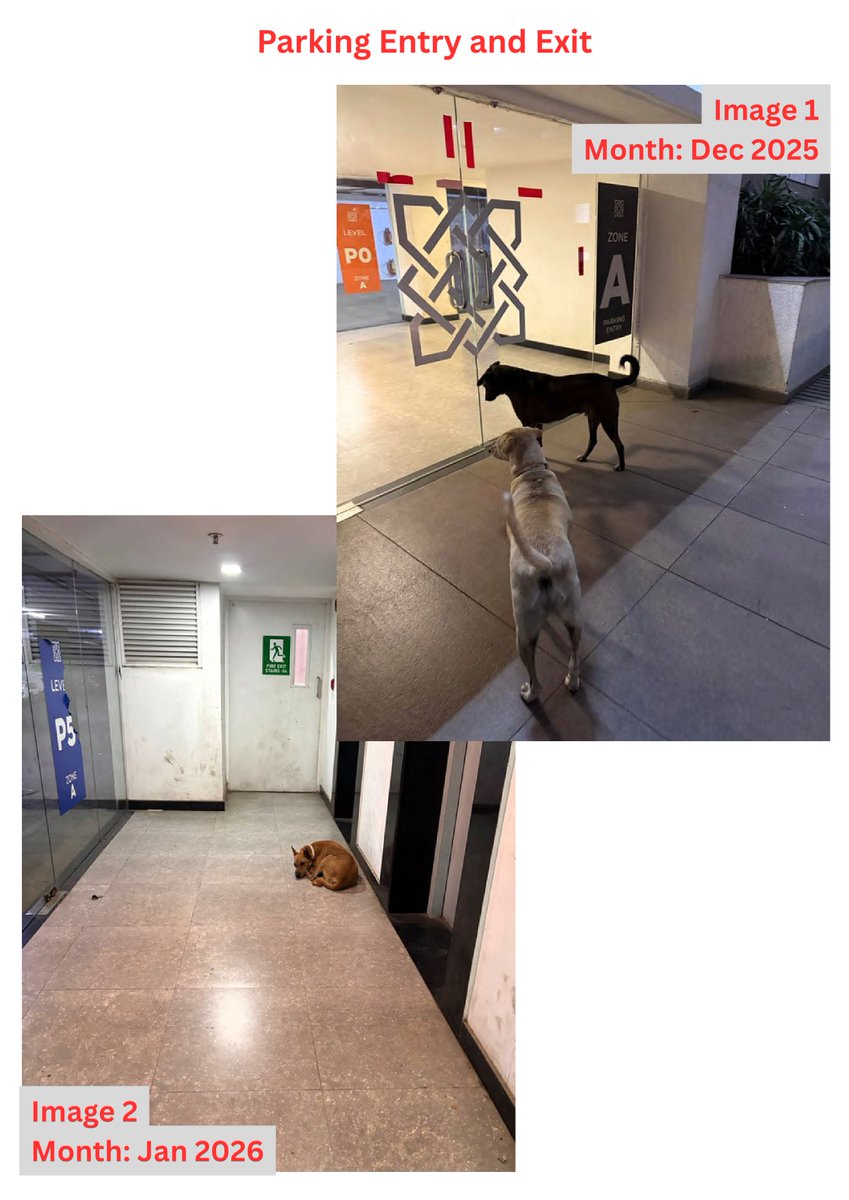 Dione2691's tweet photo. @MPLodha @TMCaTweetAway @mieknathshinde 
Stray Dogs are defecating across parking areas, walkaways and common area!
Feeders are bringing stray dogs from outside areas into Lodha Amara!
Despite multiple complaints no actions taken so far!
#Lodha #Amara #Thane #straydogs https://t.co/Hf8uRXee8l