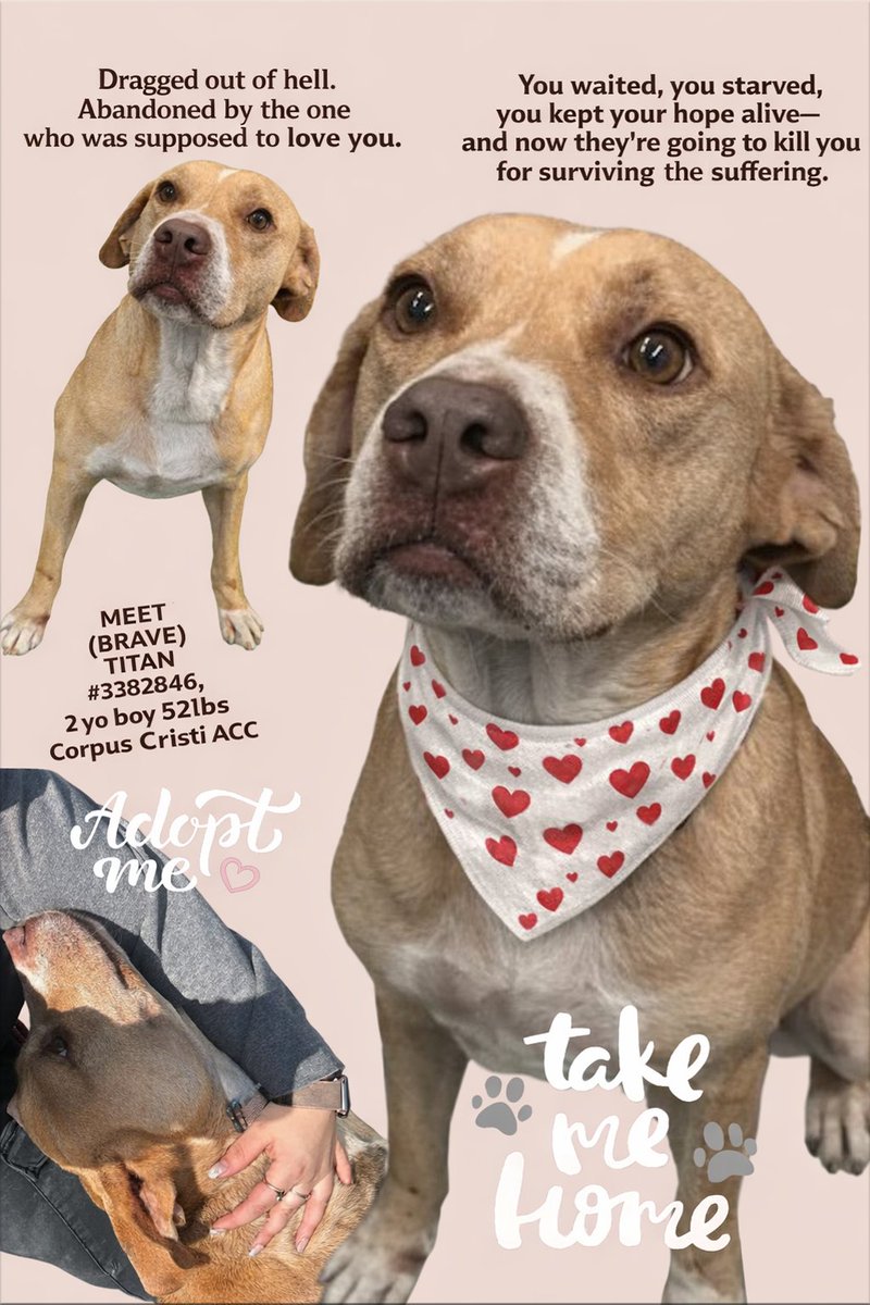 MSC1111's tweet photo. @LisaBrabson Dumped by unhumans and sentenced to death by unhumans. Instead of helping him in to find a new home.
☠️☠️☠️☠️☠️Corpus Christi☠️☠️☠️☠️☠️
#Adopt #BOOST #RT
☎361-826-4630
#Urgent #CodeRed #EuthList #TimeSensitive https://t.co/m9M8iCUzjq