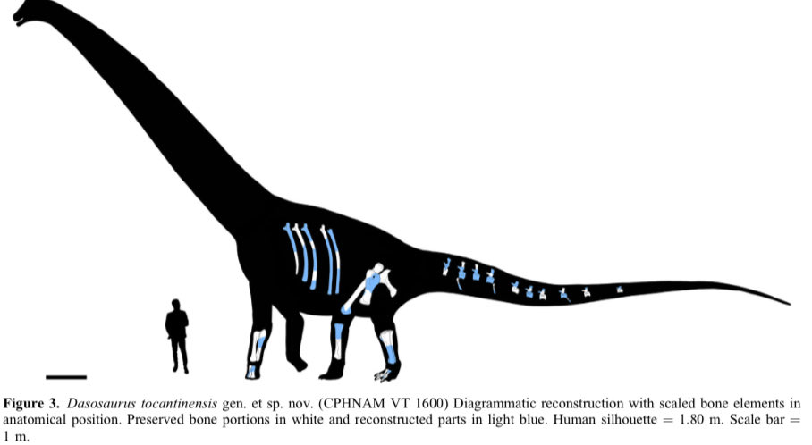 Vcs lembram desse bichão da foto? Encontrado em 2021?
Ele ganhou nome: Dasosaurus tocantinensis!
Mais um dinossauro brasileiro 🇧🇷 pra lista
Veja o artigo: tandfonline.com/doi/full/10.10…