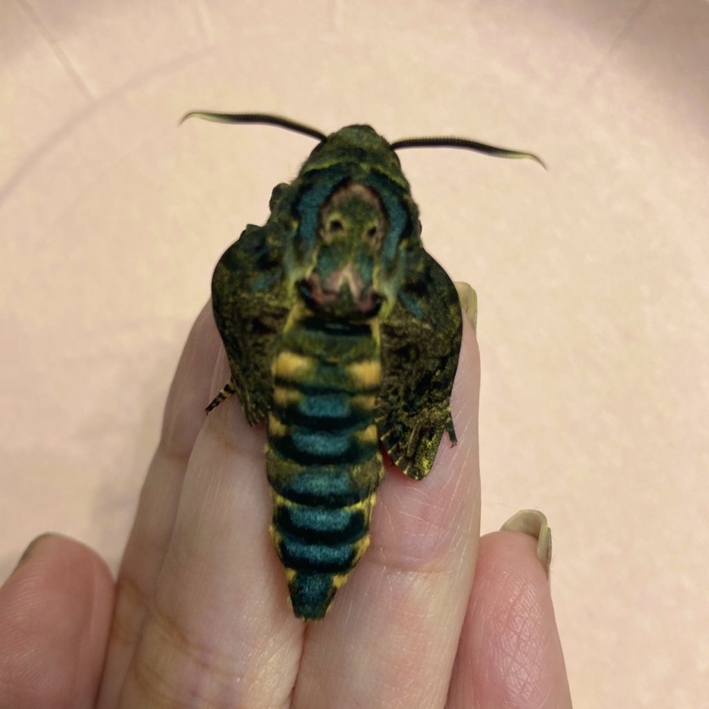 oosukashibaka's tweet image. 羽化したての翅のクロップド感よ
#巨大な蛾をただただ愛でる　#insects