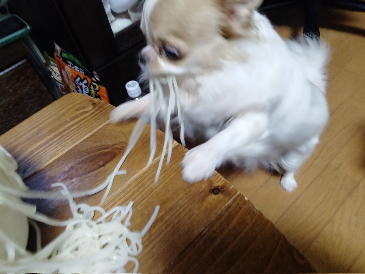 えちごやとちわわ tweet media
