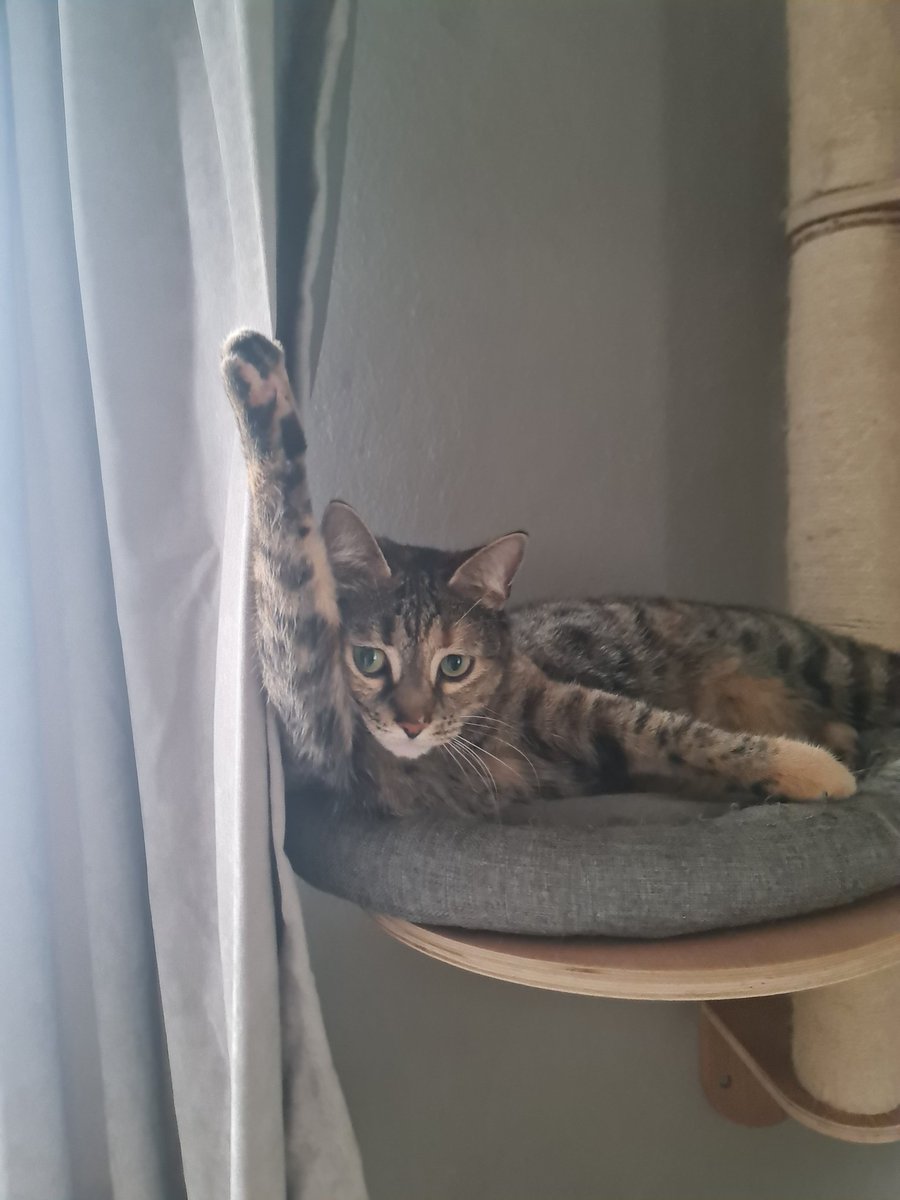 Charlie_denkt's tweet photo. #Lifa die Gemütliche, wenn man sie nicht erlöst, würde sie ohne zu maunzen auch 10std da hängen bleiben 🤣🥰 https://t.co/mo1wsDGGve