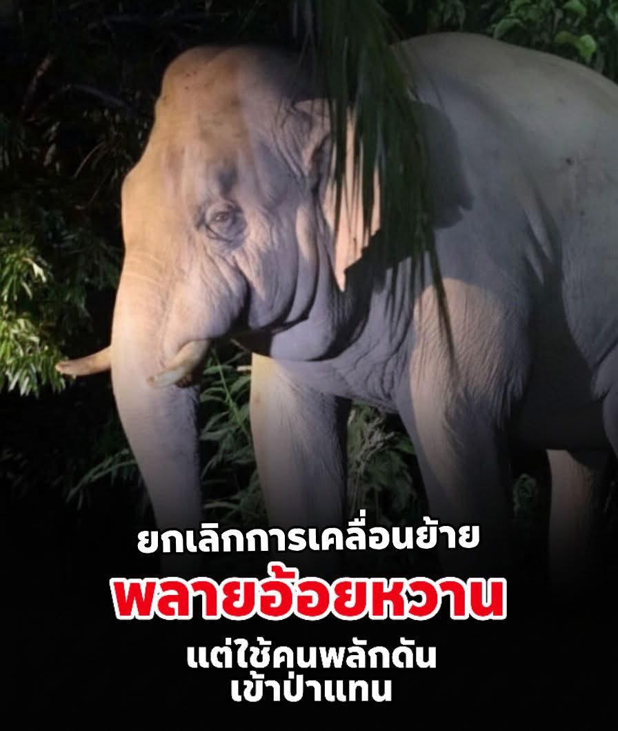 Donaldae's tweet image. เสียงของผู้คนสามารถช่วยหนูได้แล้ว รอดแล้วลูก หนีเข้าไปให้ลึกๆ อย่าไว้ใจใคร ขอให้อยู่รอดปลอดภัยในบ้านตัวเองตลอดไปนะพี่อ้อยหวาน ขออย่าให้มีอะไรไม่ชอบมาพากลนะ #พลายอ้อยหวาน #หูพับต้องไม่ตายฟรี #หูพับ