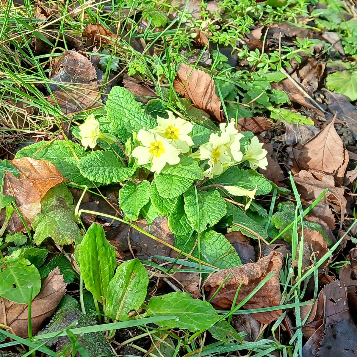 Bathwick St Mary's Churchyard Friends tweet media