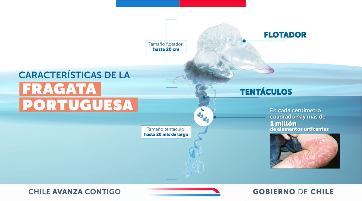 Félix Bulnes tweet media