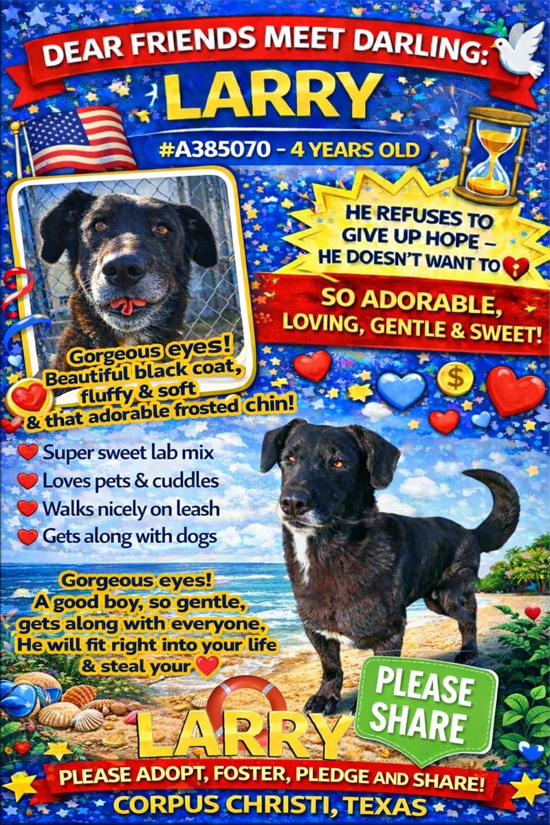 MSC1111's tweet photo. @LisaBrabson LARRY #A385070 4YO
☠️☠️☠️☠️☠️Corpus Christi☠️☠️☠️☠️☠️
☎361-826-4630 #Adopt #BOOST #RT
#Urgent #CodeRed #EuthList #TimeSensitive https://t.co/StmEYf25mL