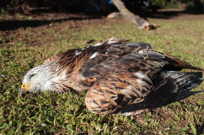 Por el protocolo ordenado a raíz del brote de gripe aviar en Europa, los Agentes del Medio Natural de Extremadura llevan tres meses sin recoger fauna protegida herida o muerta, según denuncia <a href="/EeAExtremadura/">Ecologistas en Acción de Extremadura</a> revistaquercus.es/noticia/9295/d…

Foto: Ecologistas en Acción de Extremadura.