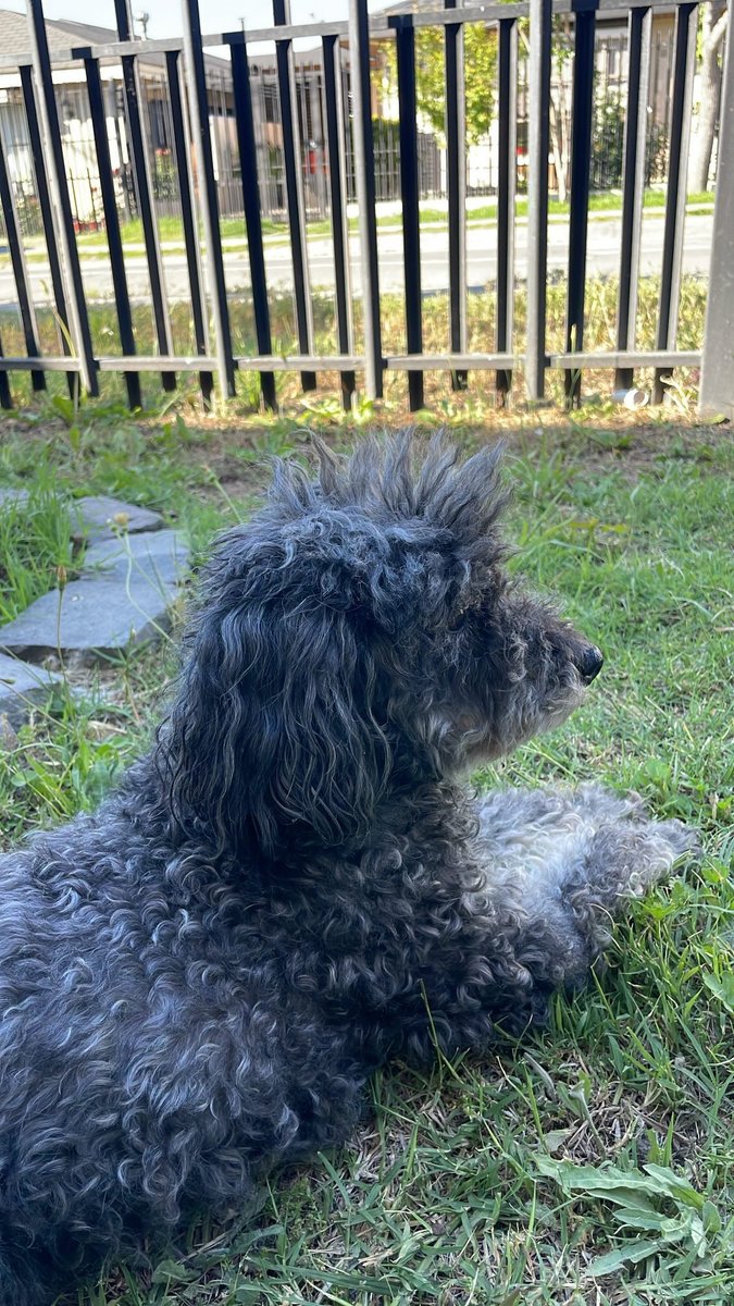 Patricia S. ☮️🚴🏻‍♀️🦮 tweet media