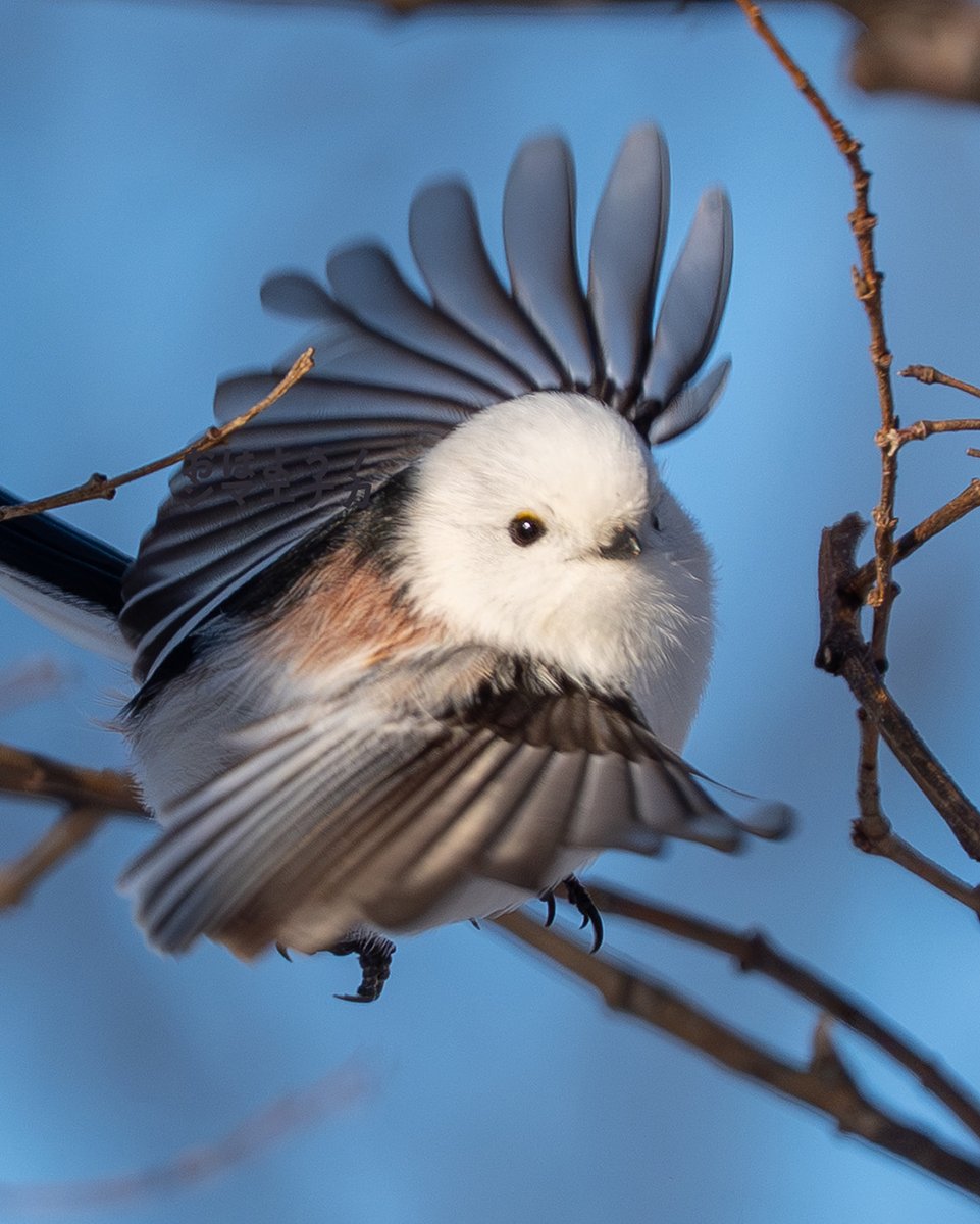 おはようシマエナガ tweet media