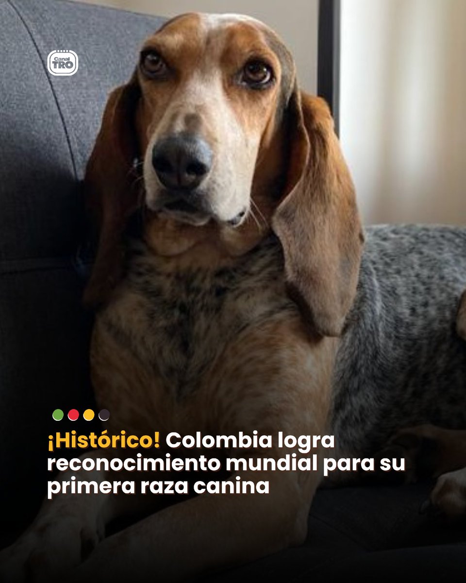 #Noticia🔴 | Colombia ya tiene su primera raza canina con reconocimiento internacional. El 10 de febrero de 2026, la Federación Cinológica Internacional (FCI) aprobó oficialmente al Sabueso Fino Colombiano, convirtiéndolo en la primera raza 100% nacional avalada por la máxima