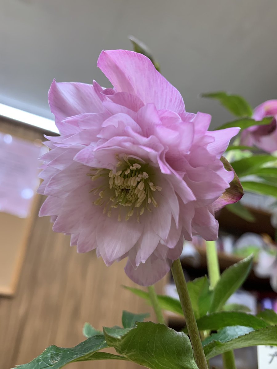 tabomi08783's tweet photo. 横山さんちのプリマドレス👗
①、②枚目:当店に入荷した1月上旬の花
③枚目:今咲いてる2番花。
プリマドレスらしい花弁数に😍透き通るようなピンクがステキ〜💖💖
お嫁に行きますよーに☺️☺️
#YokoyamaNursery 
#クリスマスローズ
#プリマドレス https://t.co/uQfDarC4dn
