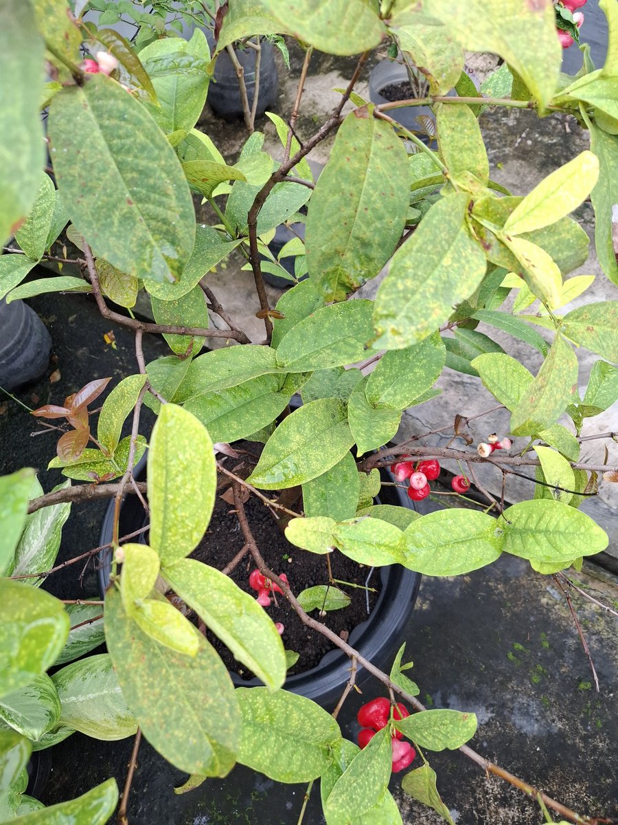 Lindeaee's tweet photo. Planted this tree when I was pregnant. Now it’s bearing fruit. Alhamdulillah 🤍🌱 https://t.co/hjDyNu4YJM