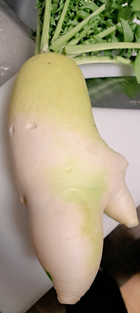 ちょっとチコリータみのある大根