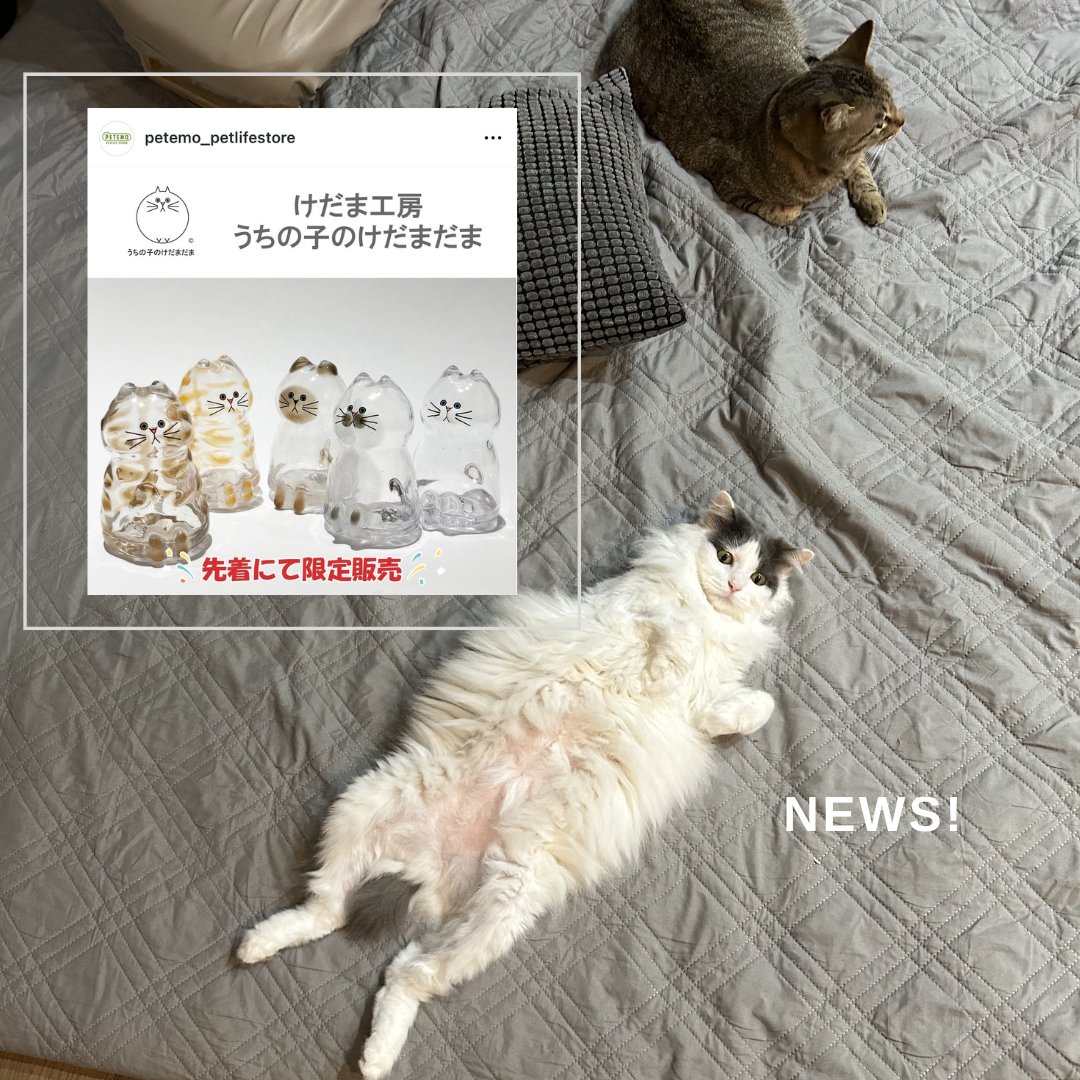 うちの子のけだまだま (@kedamastudio) / Posts / X