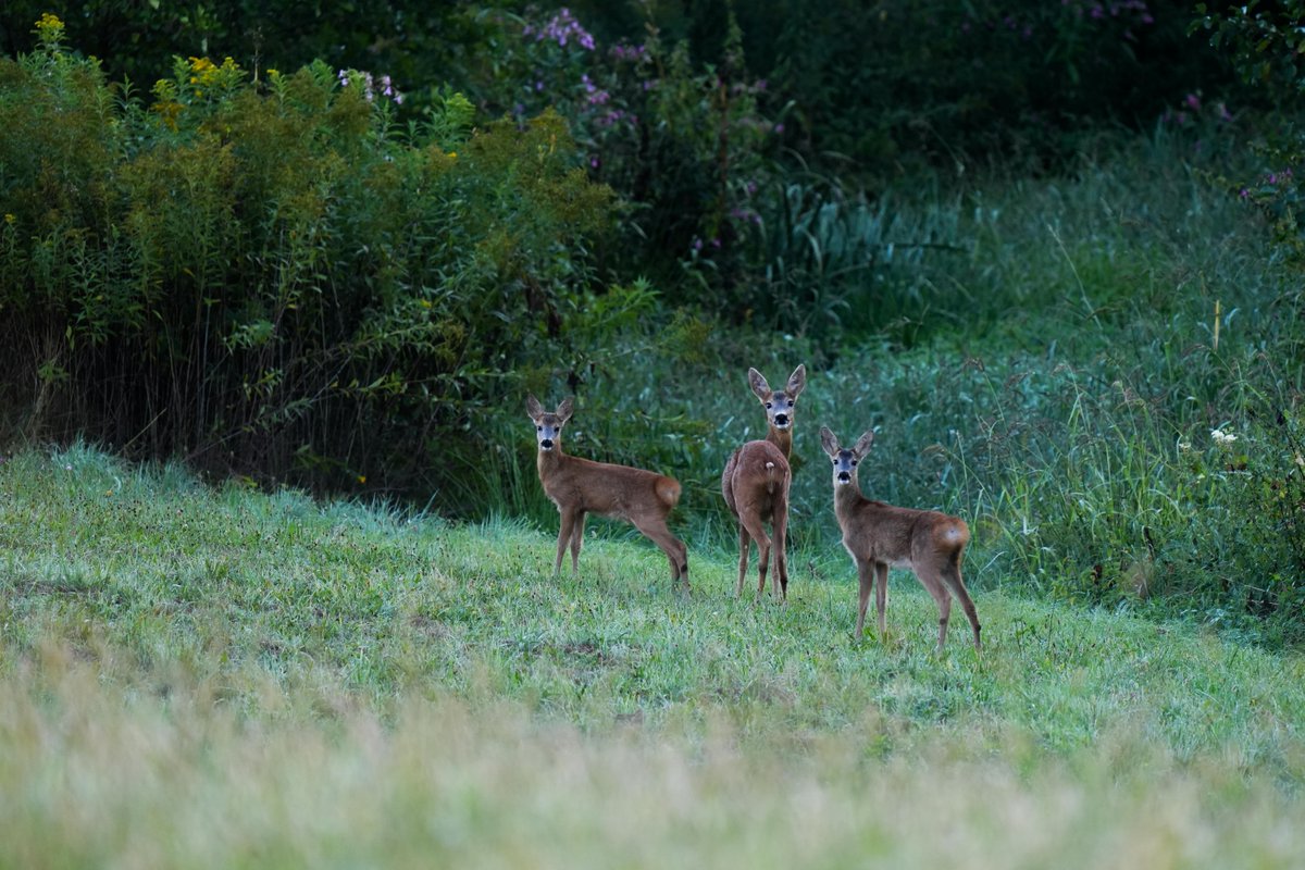 Animals_MDPI's tweet image. 👀 How do deer see the world?

This review explores the visual ecology of cervids and how sight shapes their behavior and survival.

🔗 brnw.ch/21wZVbq

#WildlifeEcology #AnimalBehavior