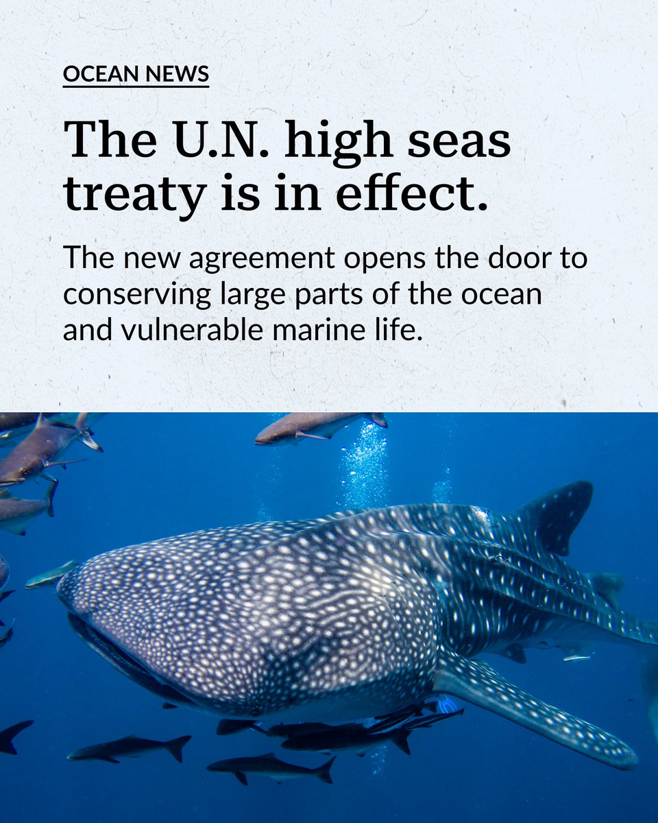 ICYMI: The <a href="/UN/">United Nations</a> high seas treaty has now entered into force! The agreement will help:

🐟Establish marine protected areas
👮Enforce sustainable practices
🤝Enhance global cooperation

See how the treaty could bring us closer to meeting #30x30. 👉 pewtrsts.org/44Kl8S5