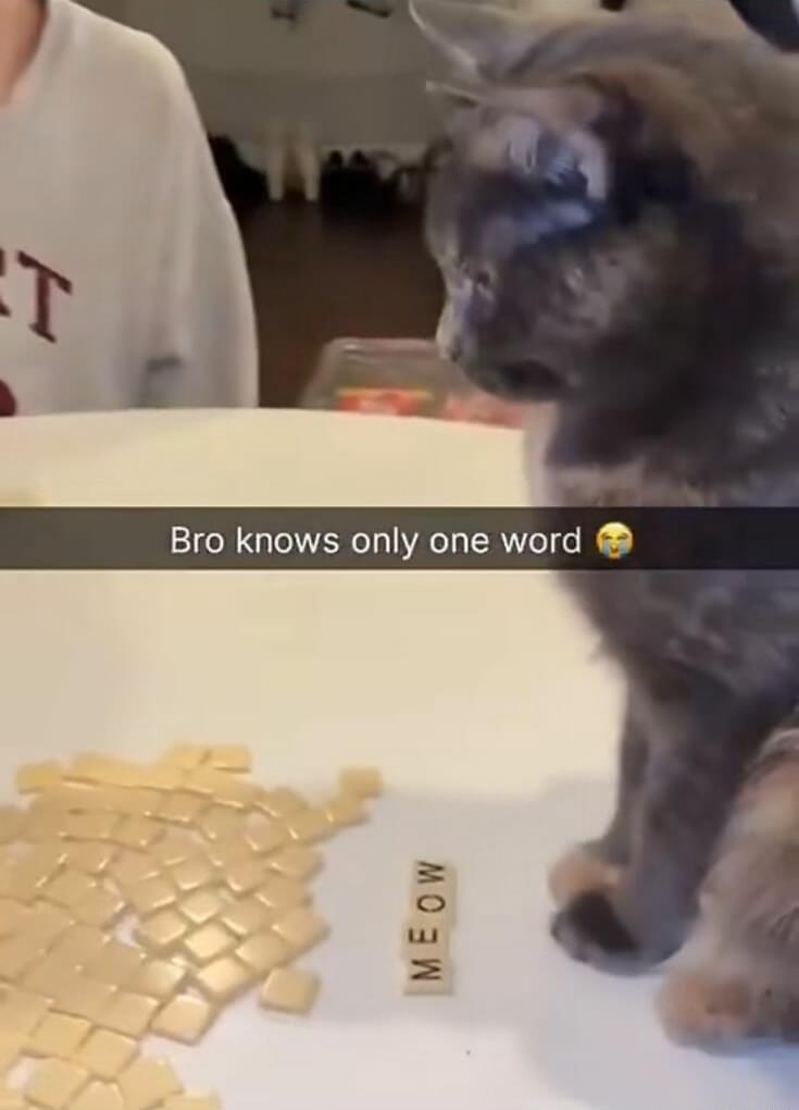 smol silly cat (@catsillyness) on Twitter photo 