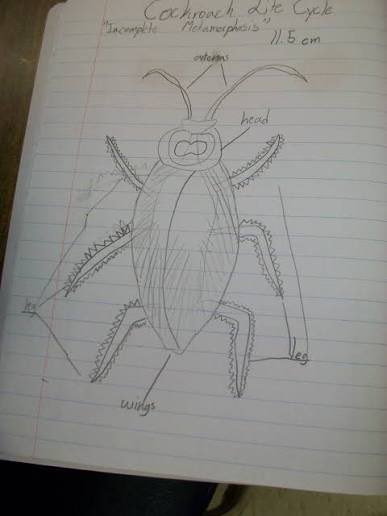 CaptainRumi's tweet photo. “using an HB pencil, draw continuous lines (no sketching), avoid shading or colouring, and ensure proper proportions, magnification, and labels with a ruler. 

Draw and label a cockroach 🪳”.
Abeg how has this helped our lives?😭 https://t.co/Ir7dK0Hkqj