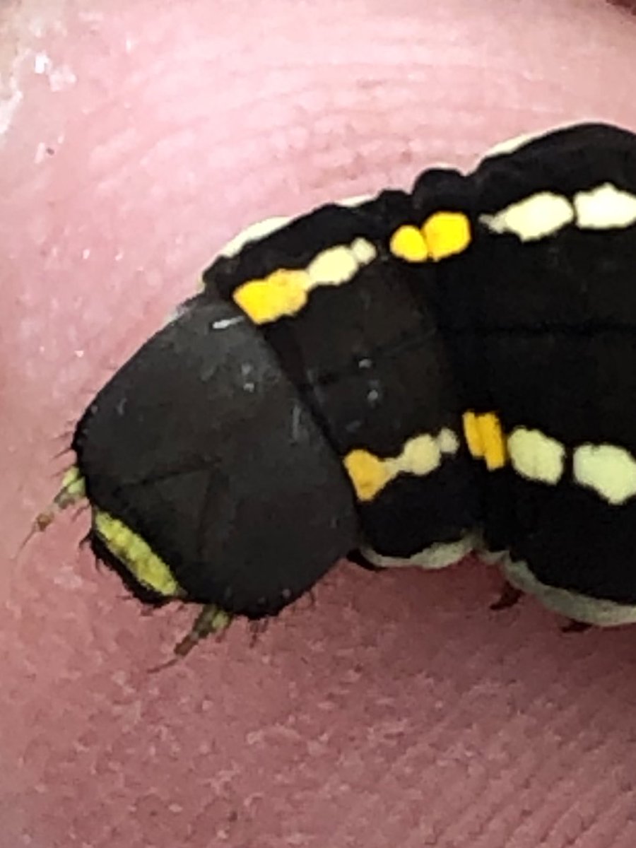 パルピ 生き物垢 (@5UG2urLYBEt0ai5) / Posts / X