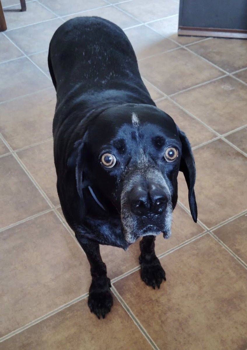 #CÓRDOBA
#KHARMA ―Cora― tiene 10 años y lleva cuatro esperando encontrar un hogar. 

La dejaron en la perrera después de explotarla a parir. Cuando fue rescatada, solo quería comer, dormir y mimos, ¡muuuuuchos mimos!, los que sigue pidiendo ahora, porque Kharma es muy mimosa y