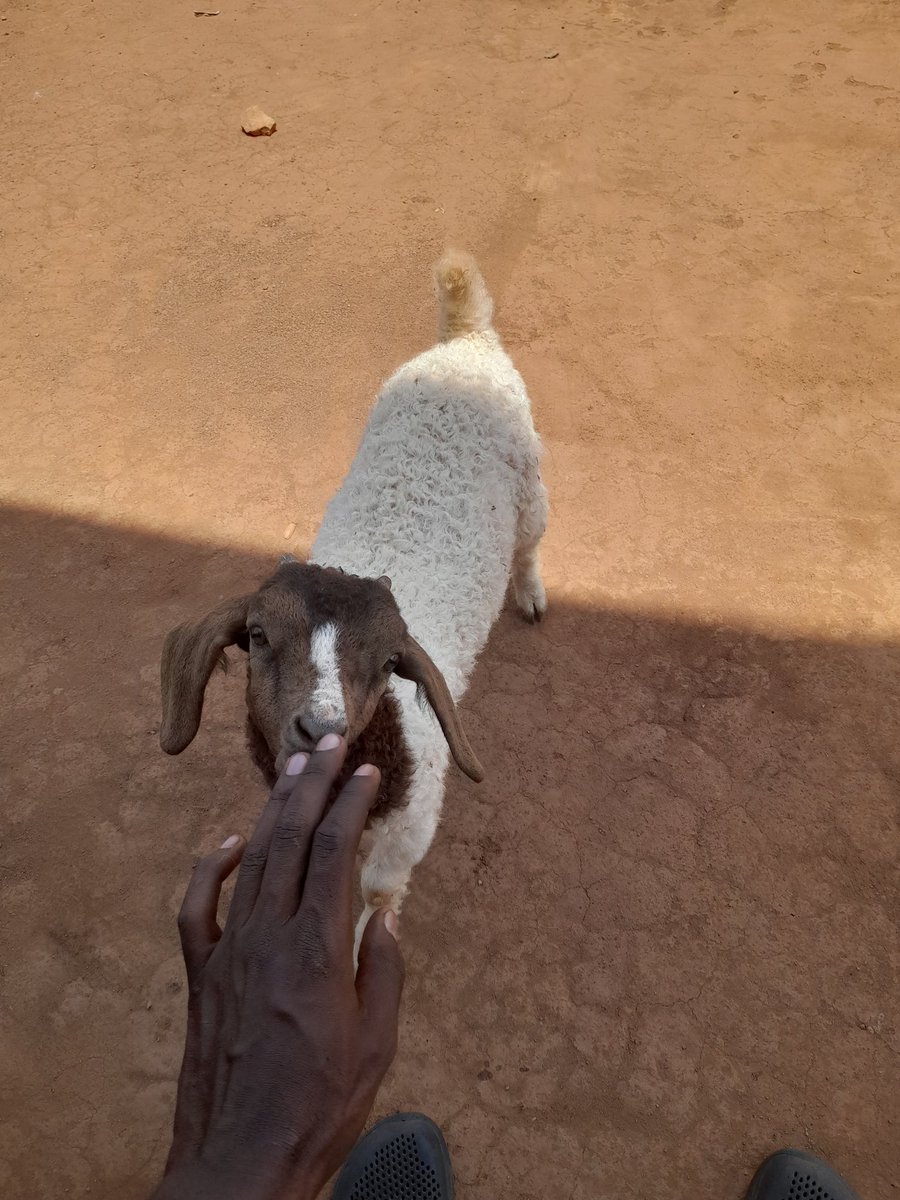 Akenjoki Farm Uganda tweet media