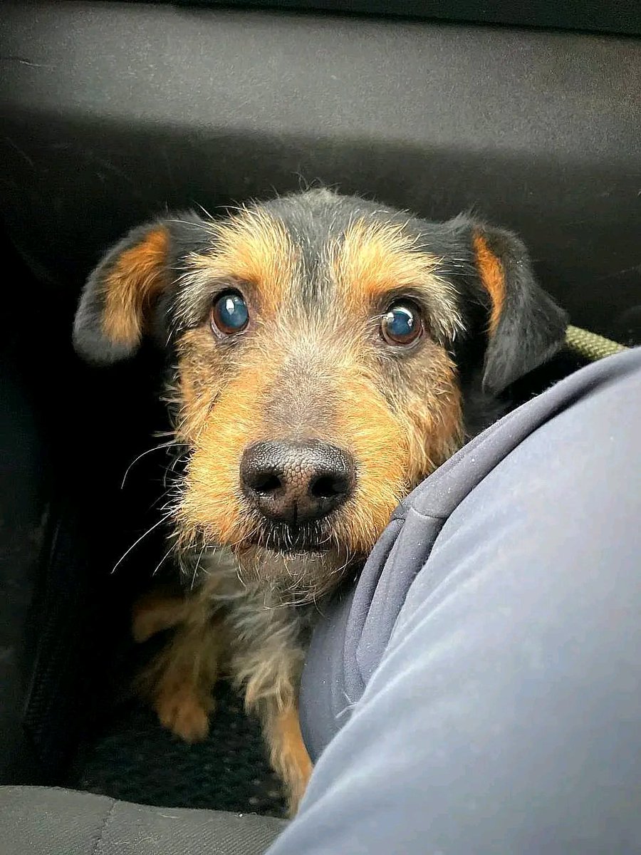 Україна, Європа. Шукає родину пес Букет. 0503567916
БУКЕТ - З ГІРНИКУ, району Дружківки, на Донеччині. Бабуся, що жила з ним, звала його Букет.

5 років,до 10 кг
Чемний, переляканий, добрий
Жив із котами!
 Є вайбер, телеграм, вотсап

***

+380503567916