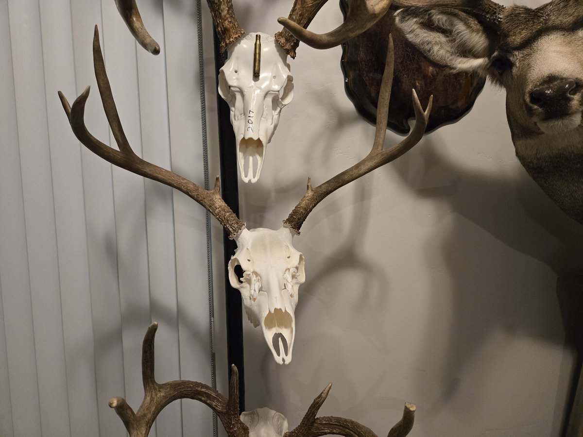 XWarrior61's tweet photo. Got my '25 mule deer back. I need to start a second euro mount tree, I took my '18 off for the pic and still haven't gotten the plastic skull mounts for my '23 and '24 whitetails. https://t.co/lfPpT0O3wx