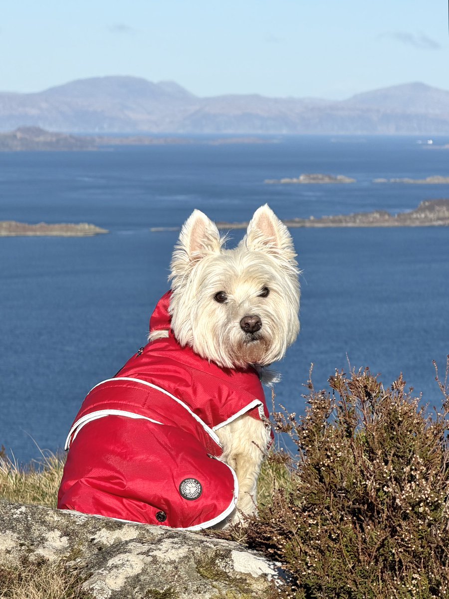 My lovely boy taken this morning from Castle Dounie - one of my favourite Iron Age Hillforts in Scotland. It’s reached from  Crinan Ferry via a 4 mile circular coast, woodland and hill trail. Besides the fab history, the views from it are incredible. #scotland #scottishhistory