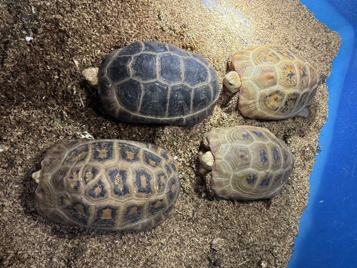 エロンガータも自家CBが大人の大きさになってきたので、目標のCBからの繁殖にも取り組んでいきます！
♂は自家繁殖個体から出ていないためEU CBです。
♂になった子がいるか知りたいので、玄武より購入いただいた方で♂になったよーという方がいましたら、是非教えてください！
#エロンガータリクガメ