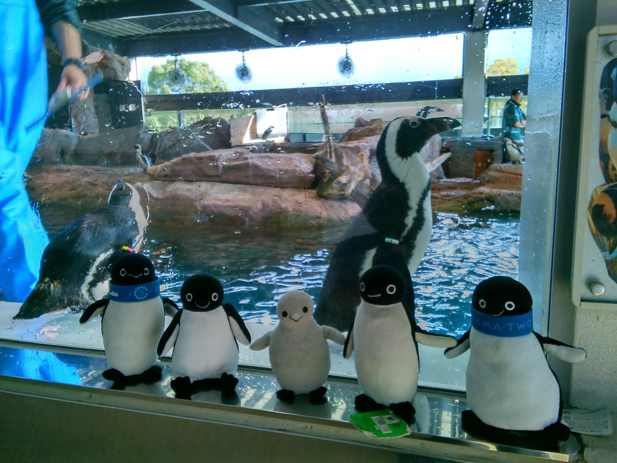 みんな大好き京都水族館ペンギン