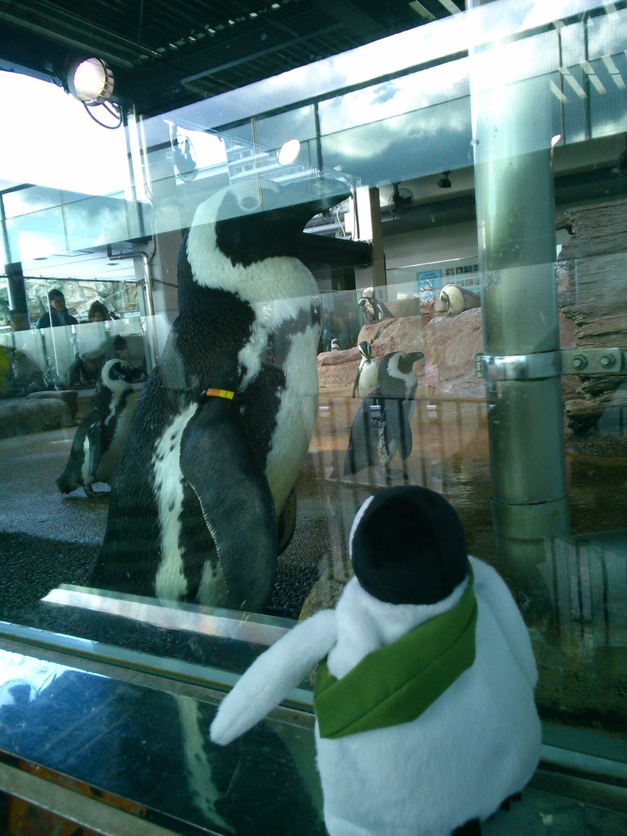 みんな大好き京都水族館ペンギン