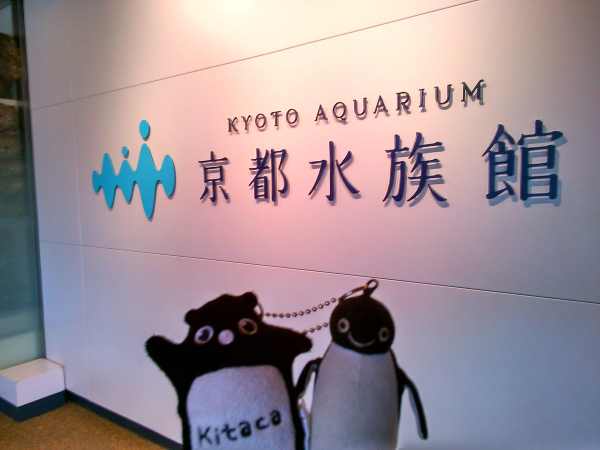 みんな大好き京都水族館ペンギン