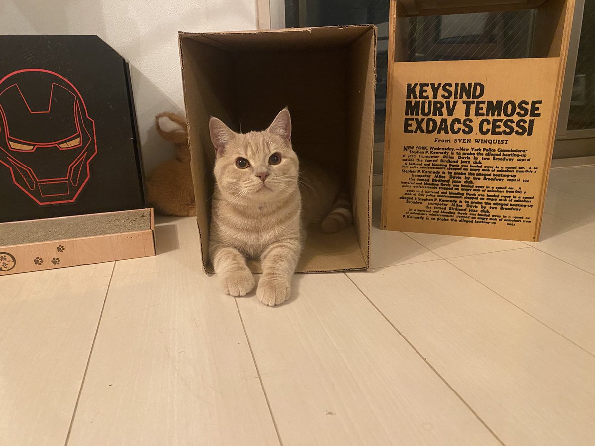 TKC_110's tweet photo. 穴があったら入りたい！
#ブリティッシュショートヘア　#猫　#cat https://t.co/TbCaNv3xSW