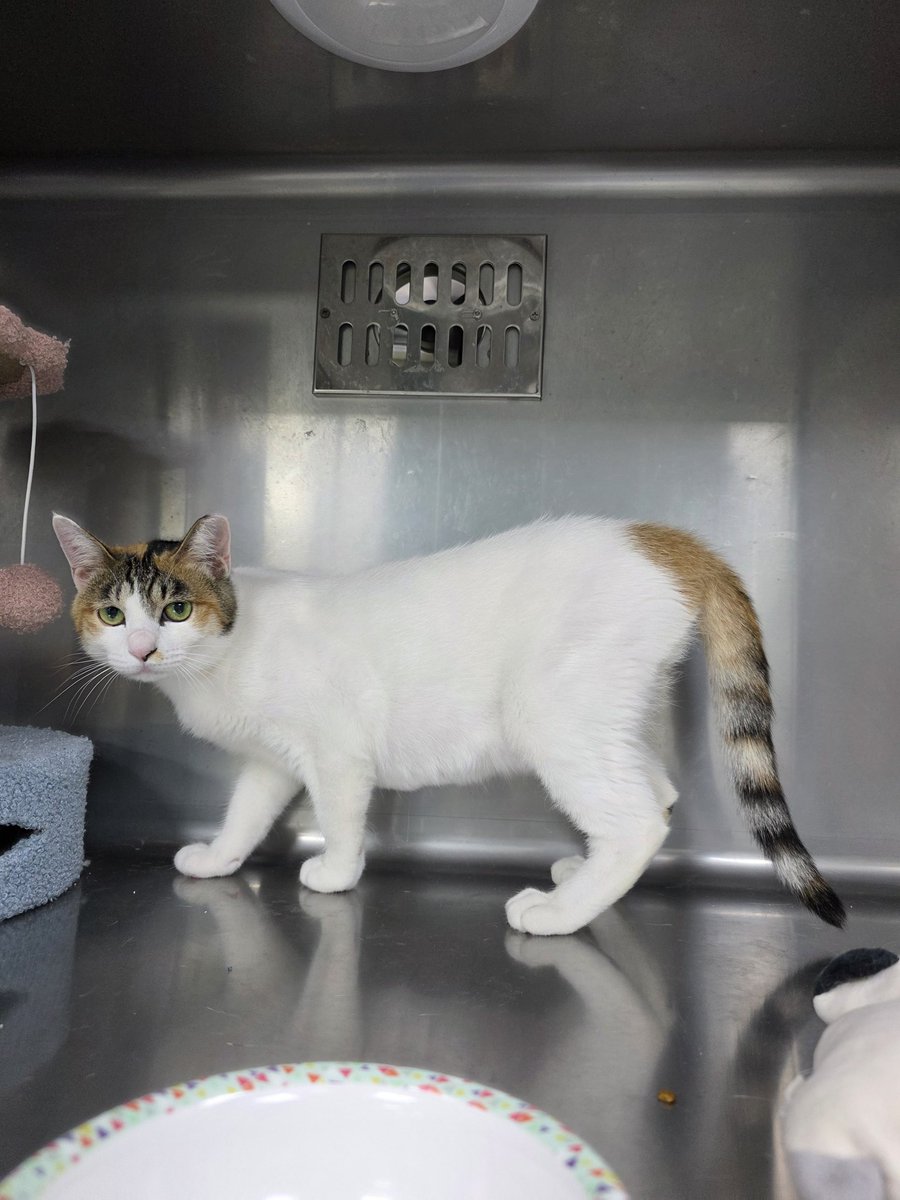 알티에 힘 입어
입양보낸 아이가 입자의 부주의+거짓말로 유실된지 3개월동안 구조자에게 알리지 않아 아직도 수색중입니다.
레아처럼 어서 구조자의 품에 안기길 바랍니다.