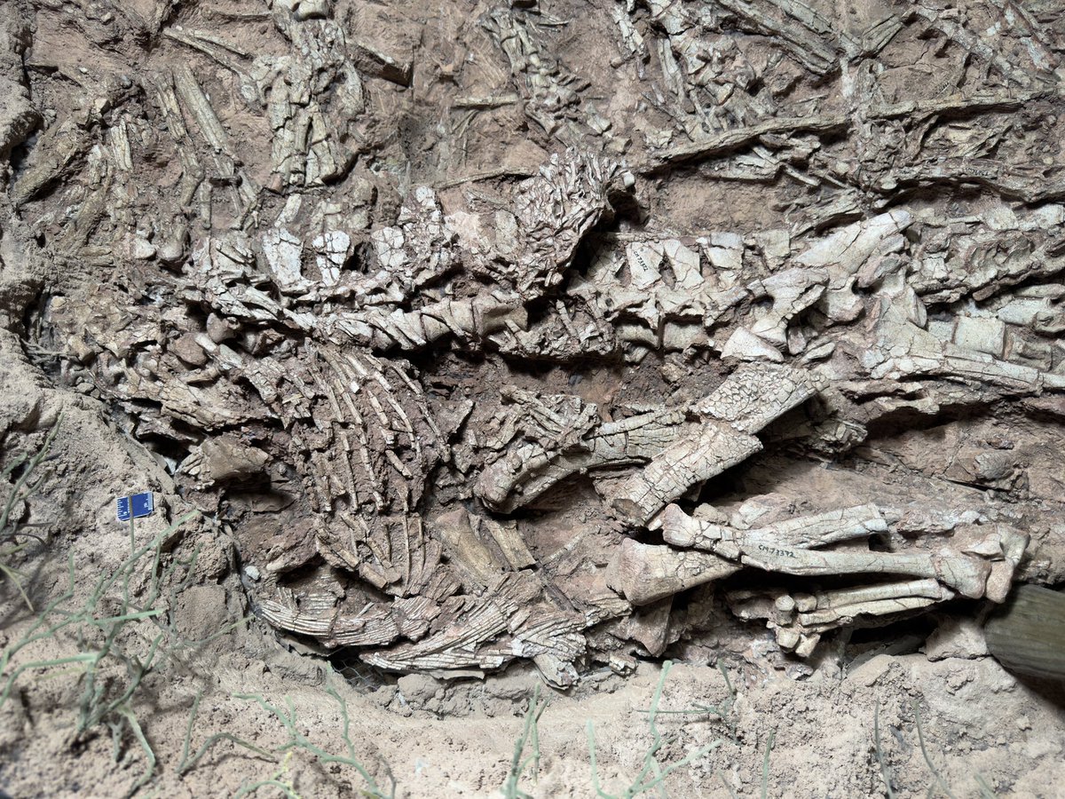 Podokesaurus Project tweet media