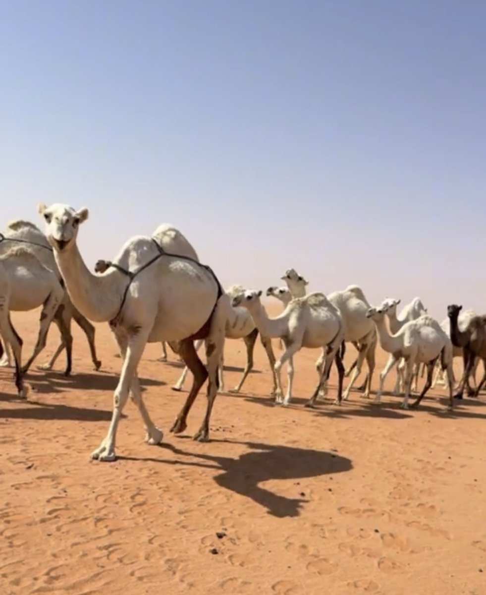 مسّسساكم الله بالخيـر ....🤍🕊️