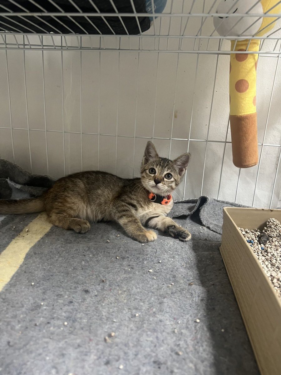 หาบ้านให้น้องใบหม่อน ✨🏡
- เด็กหญิง อายุ 2 เดือน
- ฉีดวัคซีนรวม + พิษสุนัขบ้า ✅
- เข้ากระบะทรายเป็น
🧶 ร่าเริง ขี้อ้อน คุ้นกับคนมาก ไม่กัด ไม่ข่วน
👀 สลิดน้อย ลายสวย หน้ากลม น่ารักมากๆ

📍พิกัด : สยาม กทม.
#แมวจรหาบ้าน #หาบ้านให้แมว