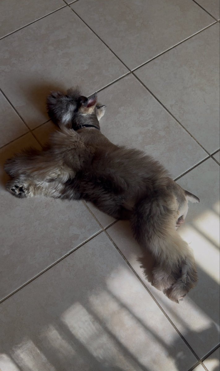 danidealpha's tweet photo. What color is my dog?
Some say Grey, others say Brown https://t.co/DY0QyLG2bG