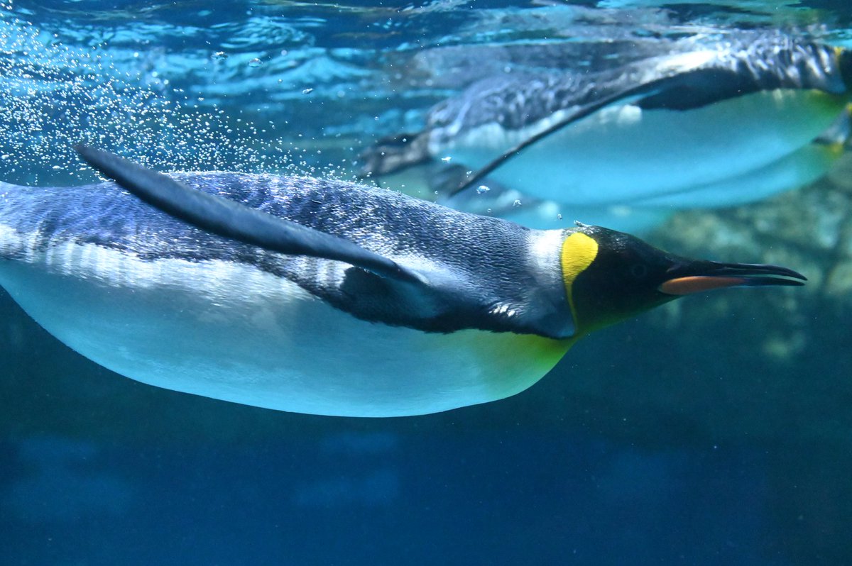 #13日のキング曜日
ペンギンは、周りの水や泡も含めて美しい
#ペンギン #オウサマペンギン #キングペンギン #八景島シーパラダイス 2025.10.24