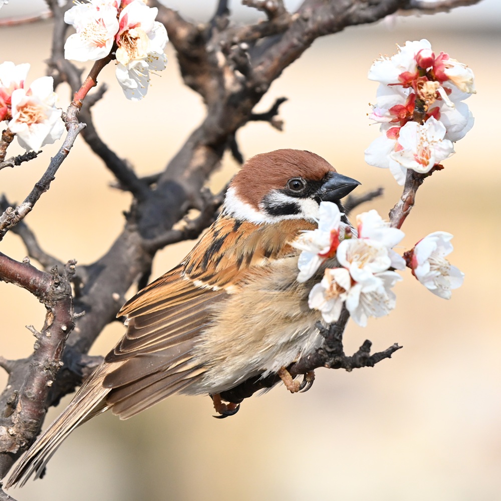 春の陽気～💖🎵
#スズメ　#すずめ　#雀　#ちゅん活　#sparrow　#公式トリバサダー　#鳥展