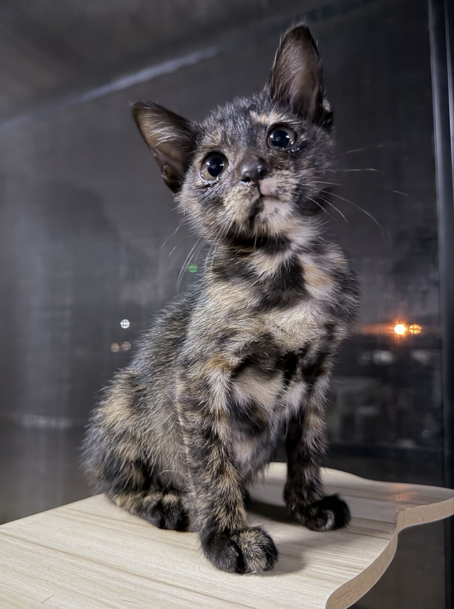 หนูหรอ 🥺