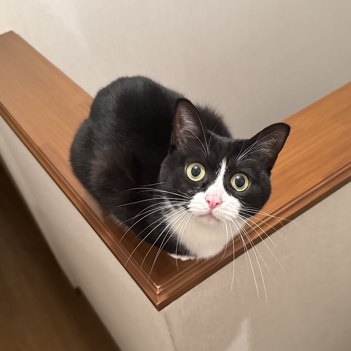 Post by タトゥルヌス on X: タちゃ