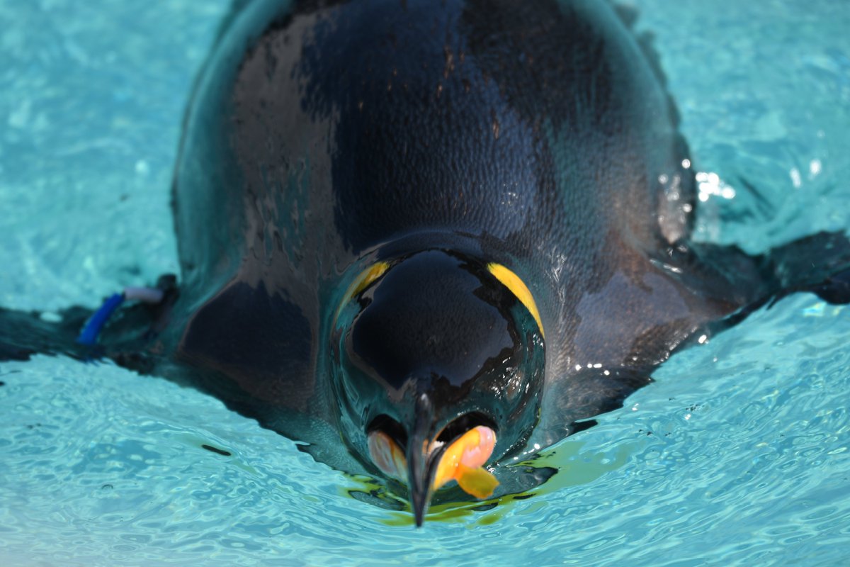 水族館に行けば、図鑑で見たことない角度で動物が見られる。かもしれない
#13日のキング曜日 #ペンギン #オウサマペンギン #キングペンギン #葛西臨海水族園 #かさりんレポ 2026.01.16