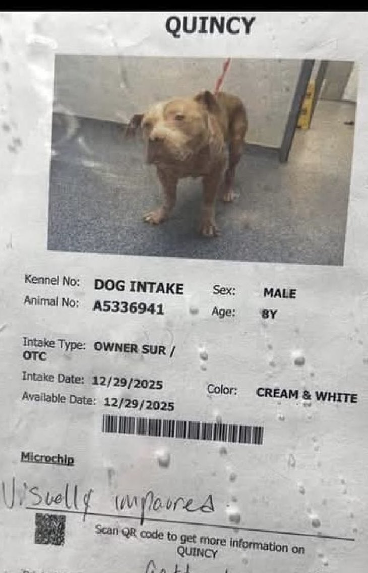 Let’s be honest.
A sick, visually impaired, mass filled senior bully mix didn’t stand much chance of getting chosen for rescue.
But something about that look…
We’ve seen it before.
Jack Jack, Fozzy Bear…
Defeated.
Well, we chose him.
Quincy matters.♥️
rescuecoop.org/donate