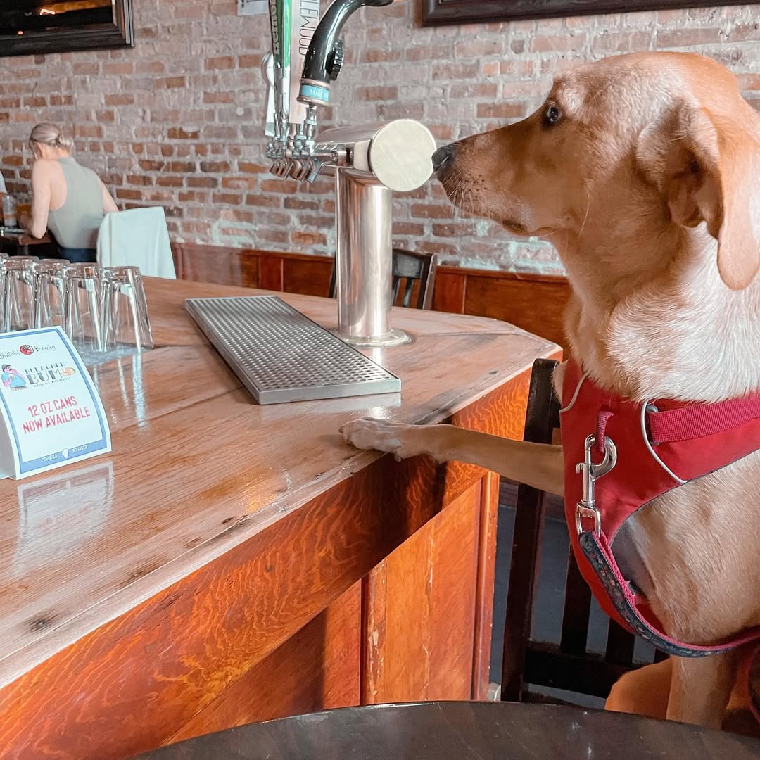 Excuse me, bartender, can you please paw me another one?