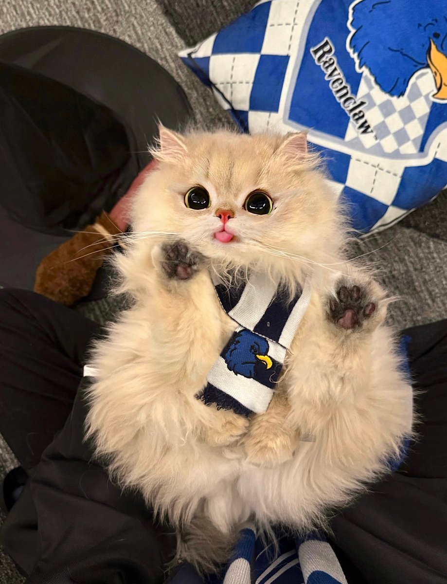 cutest cats tweet media