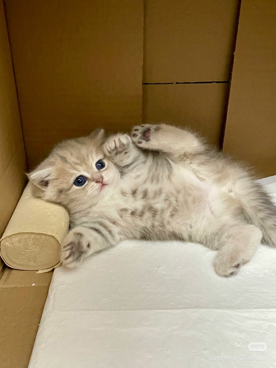 cutestscats's tweet image. 