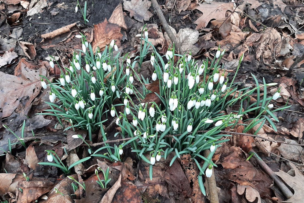 MEKloppenburg's tweet image. Uur gewandeld in het #Kralingse #Bos en langs de #Kralingse #Plas. #Rotterdam #Roffa #Kralingen #sneeuwklokjes #Plasmolens Fijn weekend!